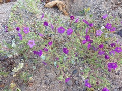 Nama hispida spathulata