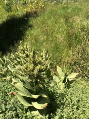 Veratrum californicum