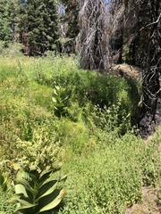 Veratrum californicum