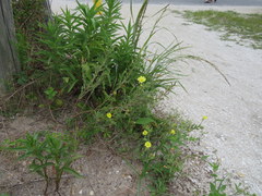 Oenothera humifusa