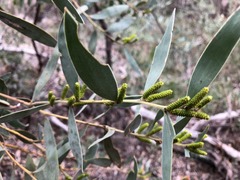 Acacia pubifolia