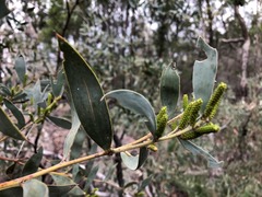 Acacia pubifolia