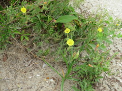 Oenothera humifusa