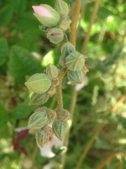 Sphaeralcea fulva