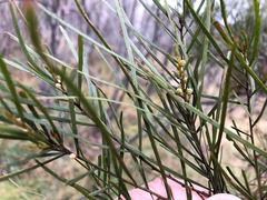 Acacia viscidula