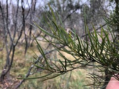Acacia viscidula