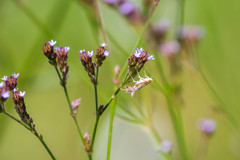 Epipagis fenestralis