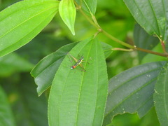 Paramastax duquei