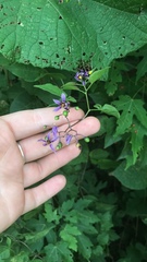 Solanum dulcamara