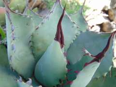 Agave flexispina
