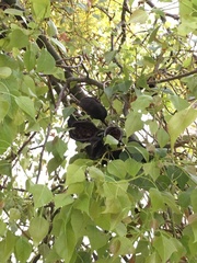 Brachychiton populneus
