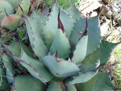 Agave flexispina