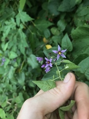 Solanum dulcamara