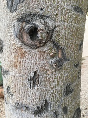 Brachychiton populneus