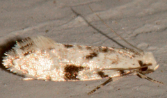 Nemapogon auropulvella