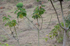 Pteroglossus aracari
