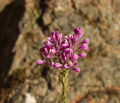Comesperma ericinum