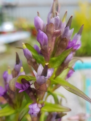 Gentianella auriculata