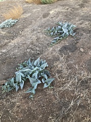 Cucurbita foetidissima