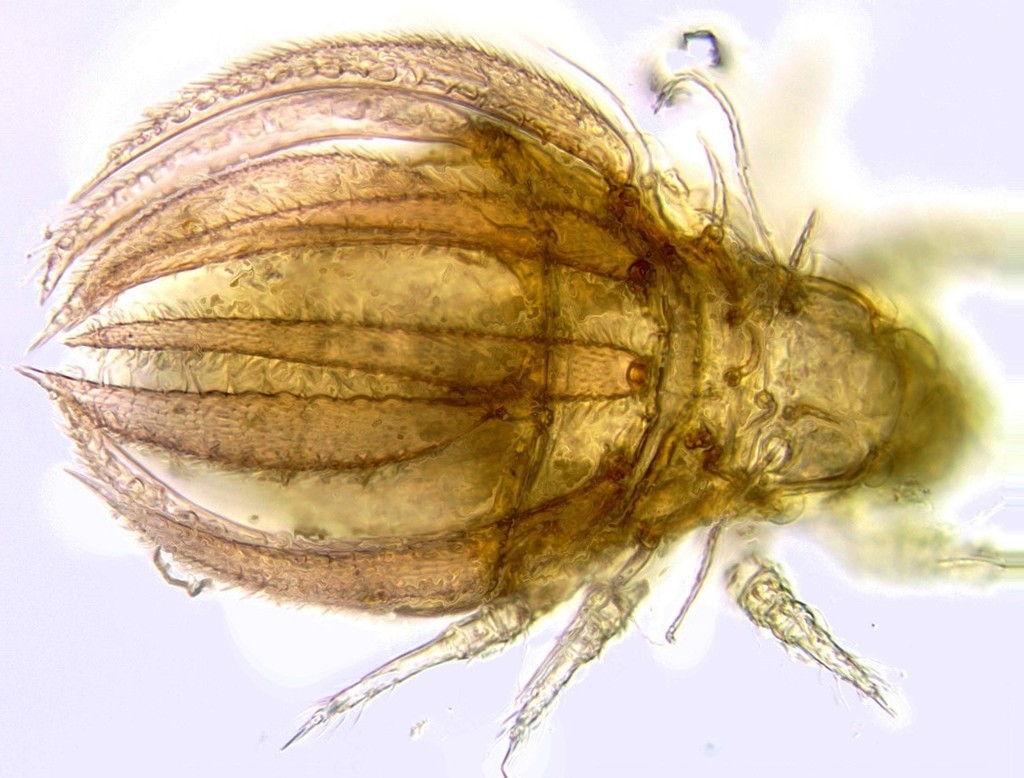 Cosmochthonioidea