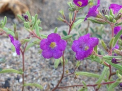 Nama hispida spathulata