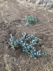 Cucurbita foetidissima