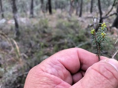 Calytrix tetragona