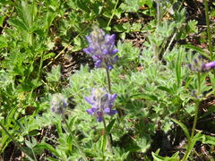 Lupinus breweri