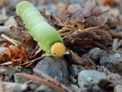 Trichiosoma triangulum