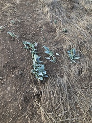 Cucurbita foetidissima