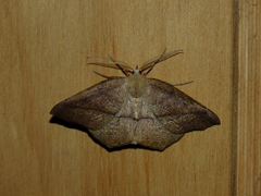 Syncirsodes primata