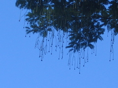 Parkia pendula