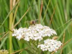 Helophilus latifrons