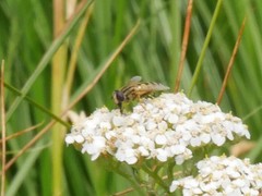 Helophilus latifrons