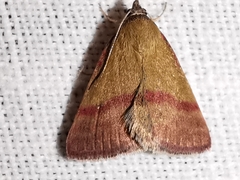 Phytometra viridaria