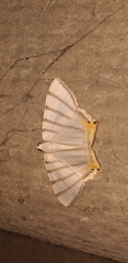 Opisthoxia metargyria