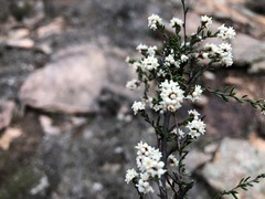 Cryptandra lanosiflora