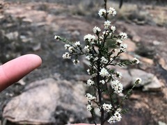 Cryptandra lanosiflora