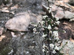 Cryptandra lanosiflora