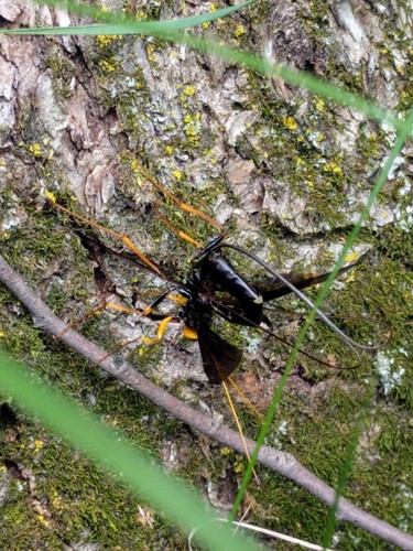 photo of Black Giant Ichneumonid Wasp (Megarhyssa atrata)