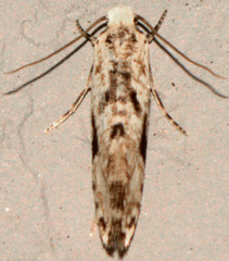 Nemapogon auropulvella