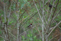 Coryphospingus pileatus