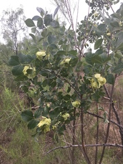 Ptelea trifoliata mollis