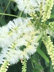 Mariosousa centralis