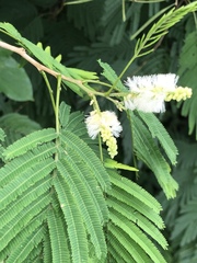 Mariosousa centralis