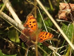 Polygonia comma
