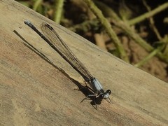 Argia moesta