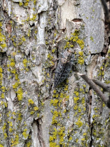 photo of Metallic Wood-boring Beetles (Buprestidae)