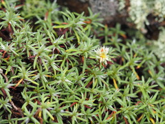 Paronychia argyrocoma