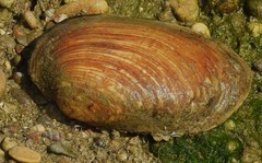 Ortmanniana ligamentina